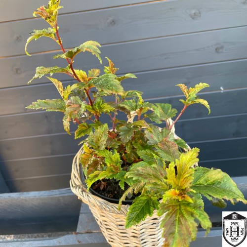 Physocarpus opulifolius 'Chameleon' - Lodjapuulehine põisenelas 'Chameleon'